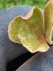 Uromyces trifolii-repentis