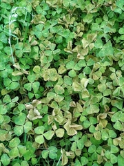 Uromyces trifolii-repentis