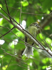 Rhynchocyclus brevirostris