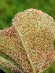 Uromyces trifolii-repentis