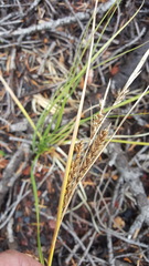 Carex halliana