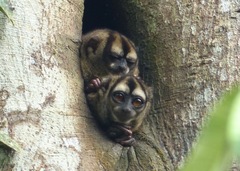 Spix's Night Monkey photo 4