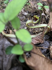 Oxybelis brevirostris