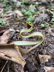 Oxybelis brevirostris