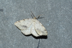Macaria occiduaria