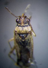 Nysius cymoides