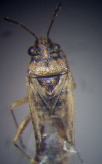 Nysius cymoides