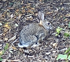 Sylvilagus audubonii