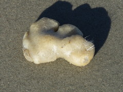 Aplidium stellatum