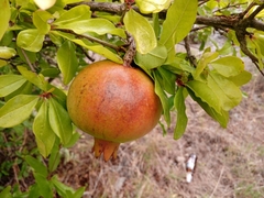 Punica granatum