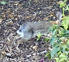 Sylvilagus audubonii