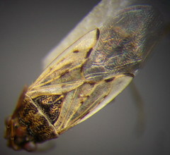 Nysius cymoides