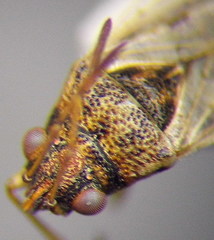 Nysius cymoides