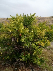 Punica granatum