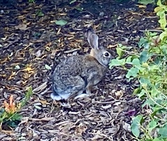 Sylvilagus audubonii