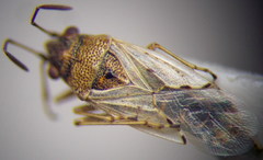 Nysius cymoides