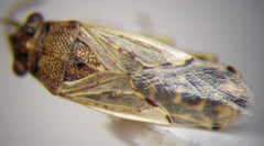 Nysius cymoides