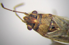 Nysius cymoides