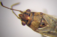 Nysius cymoides