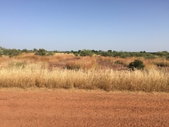 Cenchrus pedicellatus