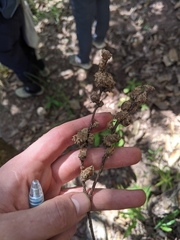 Castanopsis acuminatissima