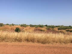 Cenchrus pedicellatus