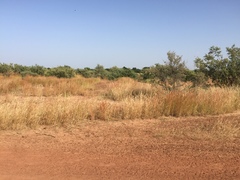 Cenchrus pedicellatus