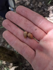 Castanopsis acuminatissima