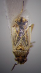 Nysius cymoides
