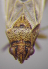 Nysius cymoides