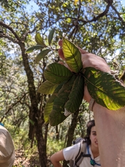 Castanopsis acuminatissima