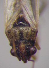 Nysius cymoides