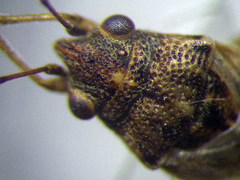 Nysius ericae