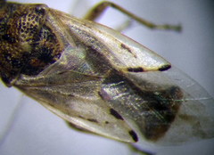 Nysius ericae