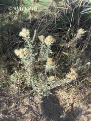 Isocoma hartwegii