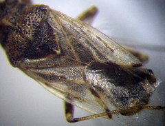 Nysius ericae