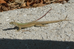 Podarcis siculus
