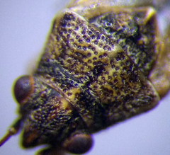 Nysius ericae
