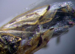 Nysius ericae