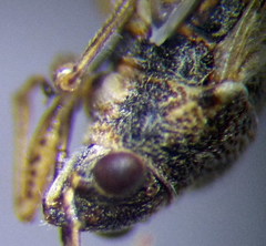 Nysius ericae