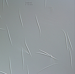 Morrisographium ulmicola