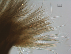 Morrisographium ulmicola