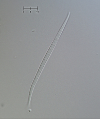 Morrisographium ulmicola