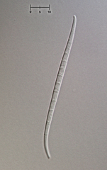 Morrisographium ulmicola