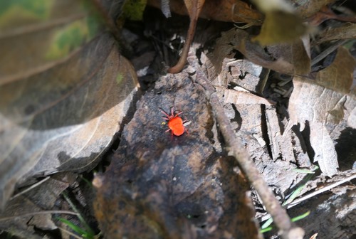 Coopers Mill Trail