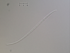 Morrisographium ulmicola