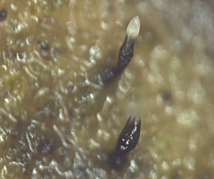 Morrisographium ulmicola