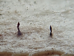 Morrisographium ulmicola