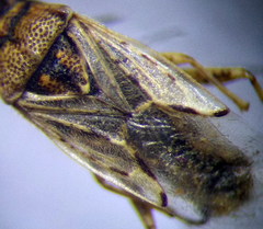 Nysius ericae