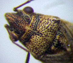 Nysius ericae